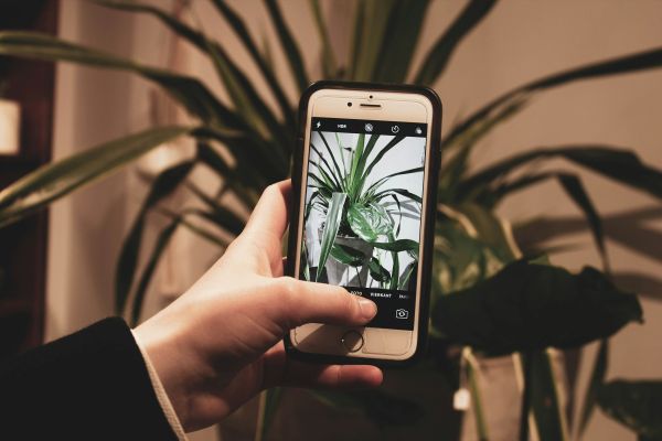 Discover AI Tools for Tailored Plant Care and Identification